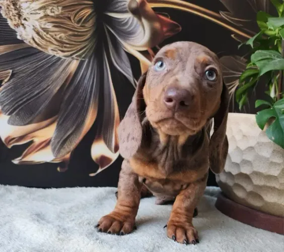 Dachshund, Adquira Conosco, Hoje Mesmo!!!