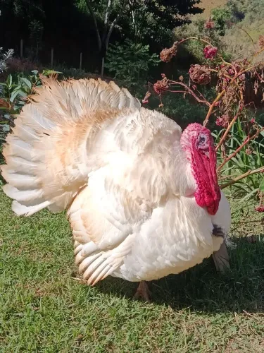 Peru macho branco