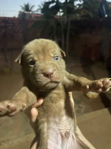 Vendo filhotes de hask siberiano e Sharpei 