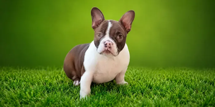 American Bull micro fêmea p busca hj