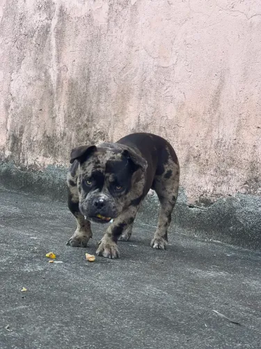 American bully micro merle