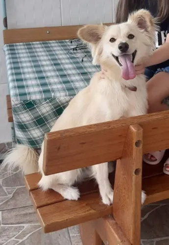 Cachorro pequeno porte