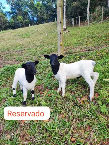 Borrego Dorper puro