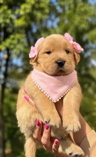 Ninhada de Golden Retriever
