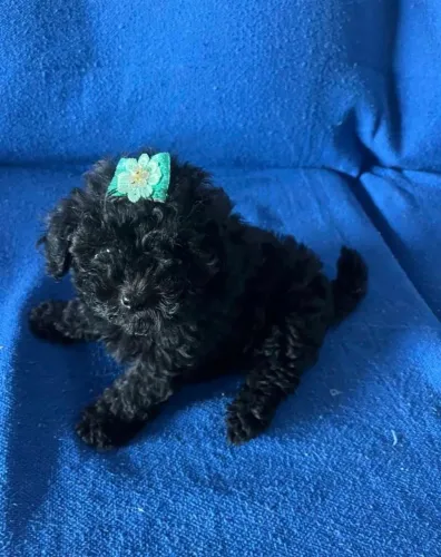 Seu pet sempre será meu amigo verdadeiro