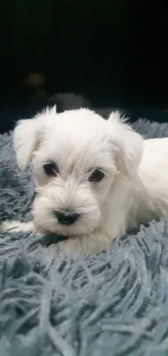 Últimos machos filhotes Schnauzer 