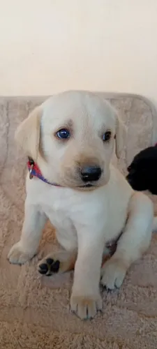 Labrador Fêmea 