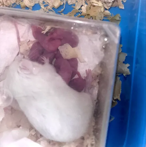 Ratinhos gaiola 