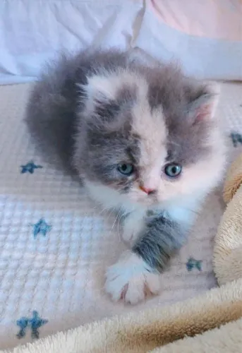 Gato persa 