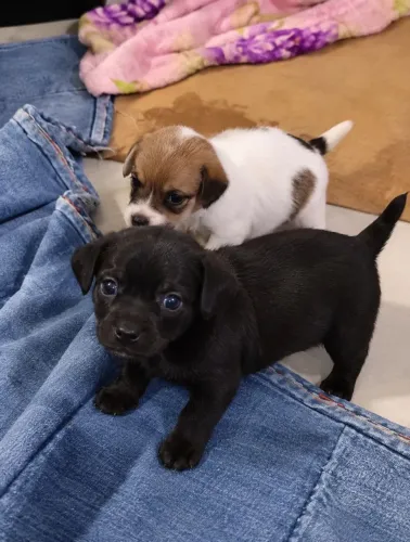 3 filhote de Pinscher macho
