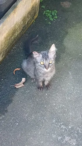 Lindos gatinhos mansos vermífugados para doação 5 meses