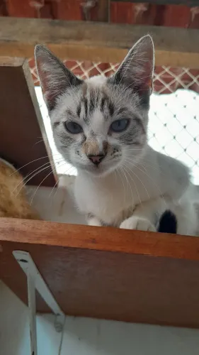 Doa-se duas gatinha já castradas para lar telado
