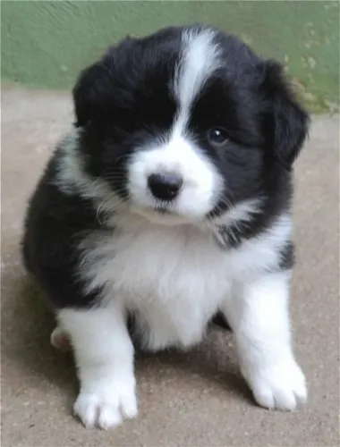 Amigo Border Collie filhotes 