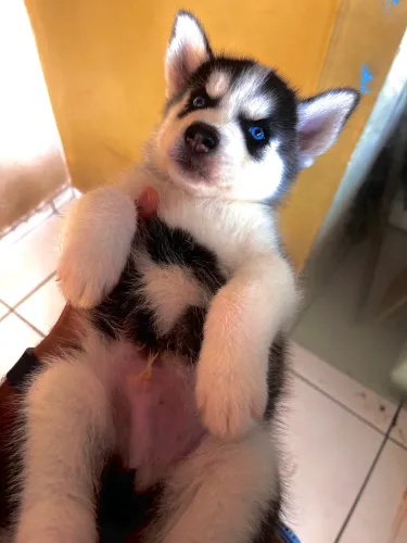 Filhote de husky siberiano 