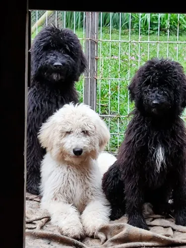 Filhote de Poodle Gigante