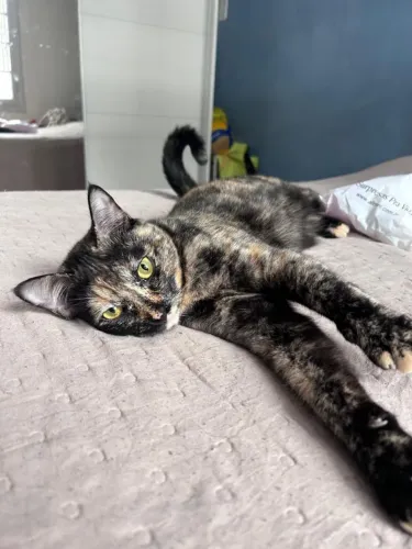 Linda gatinha para doação