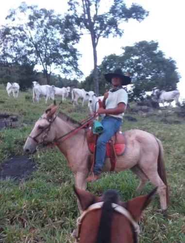 Vendo uma Burro e uma Mula