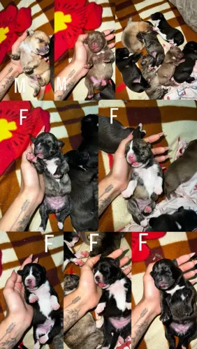 Filhotes de Pitbull
