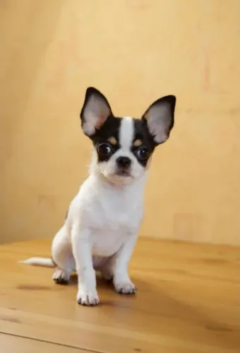 Filhote de Chihuahua 8 meses machinho