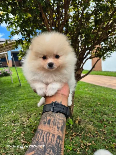 Filhotes de lulu da Pomerânia - pedigree cbkc - 10x sem juro