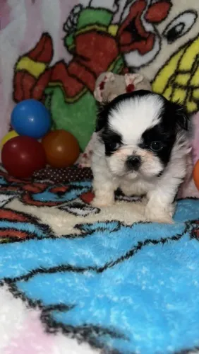 Fêmea micro de shih tzu disponível!