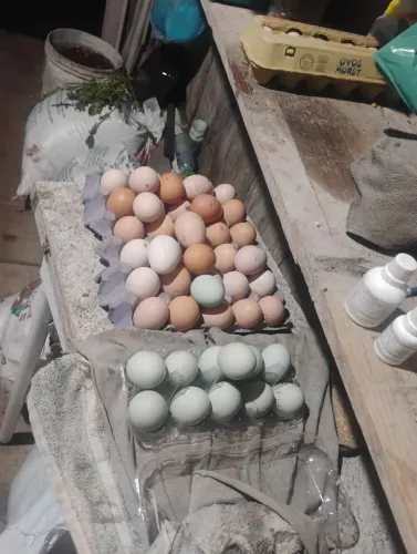 Vendas de ovos galinhas Rhode Island red e aumeralcanas