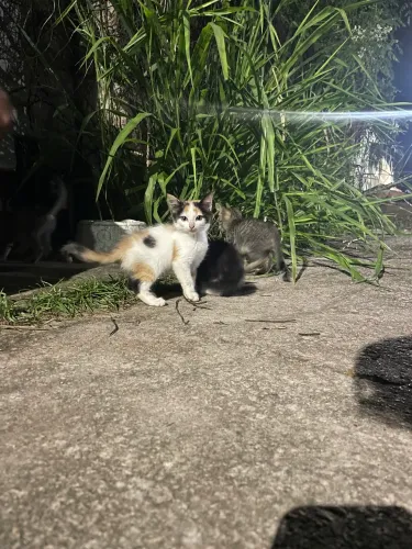 Adoção de filhotes de gatos