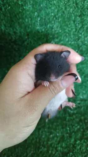 Hamster sírio | Pandinha