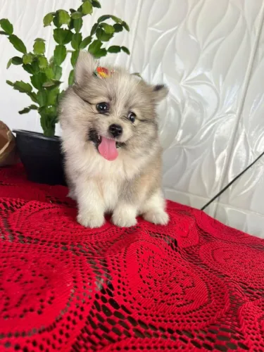 Lulu da Pomerânia simplesmente perfeito