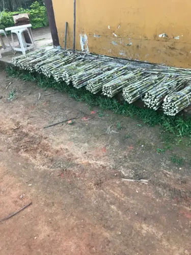 BRS Capiaçu
