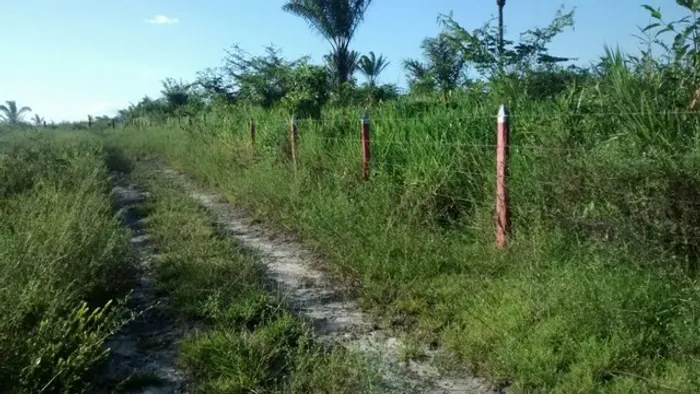 50 hectares há 25 km de Castanhal pra fazer por 450 mil reais