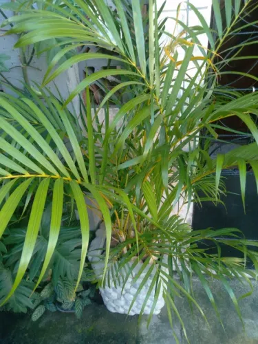 Planta ornamental com o vaso