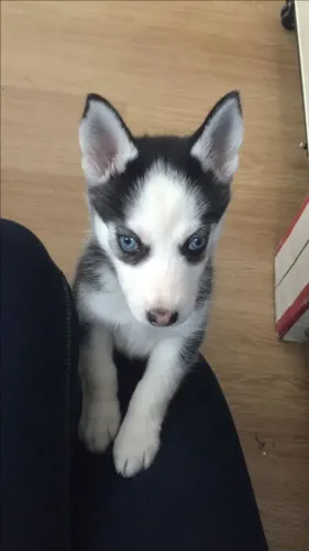 Filhotes de Husky Siberiano | Um bebê que merece amor!