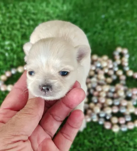 Chihuahua fêmea Pêlo longo para reserva. Amor em forma Miniatura.