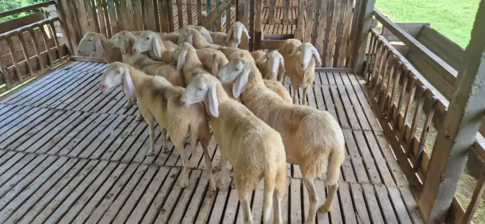 Bergamachia - Raridade no Brasil 