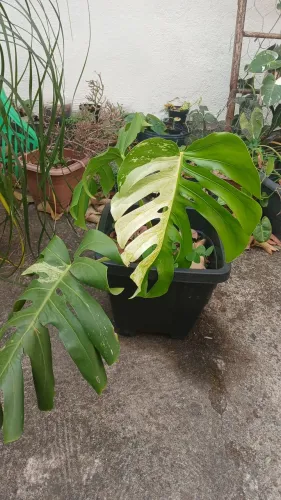 Monstera deliciosa variegata