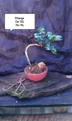 Bonsai Pitanga