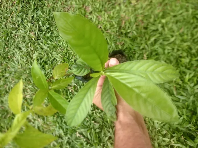 Kit Mudas Mariri e Chacrona (Banisteriopsis Caapi Psychotria Viridis)