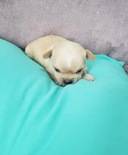 Chihuahua Mini Caramelo Fêmea - Carinhosa, Protetora e Muito Inteligente!