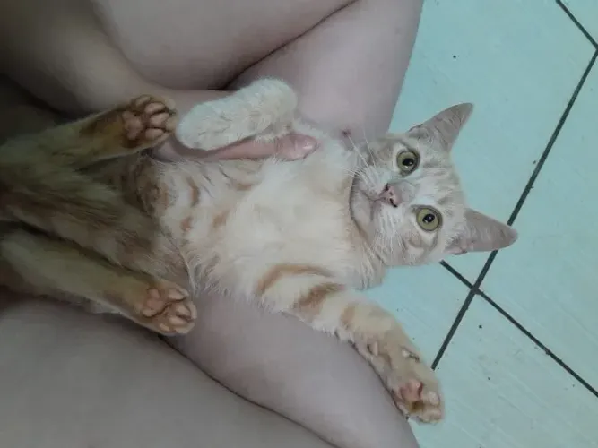 Lindos Gatinhos para Adoção Responsável!