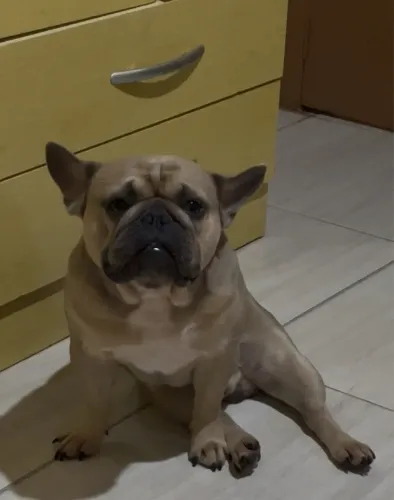 Disponível para reprodução (somente por inseminação artificial) 