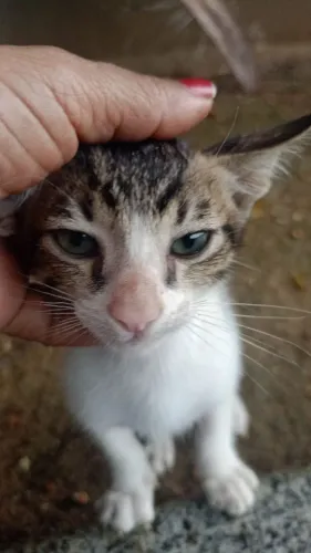 gatinho filhote macho