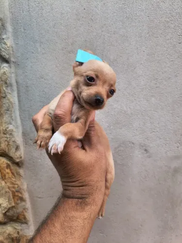 Pinscher