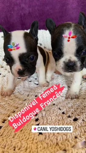 Buldogue Francês feminha disponivel de pronta entrega
