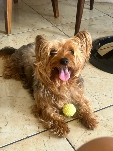 Yorkishire doação