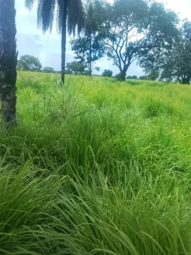 FAZENDA À VENDA EM DIANÓPOLIS - TO | 98 HECTARES | ÁGUA EM ABUNDÂNCIA