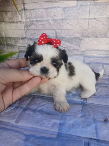 Shitzu fêmea mini muito fofinha lindíssima