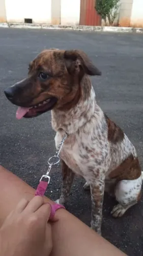 Doação cachorro Fox Paulistinha