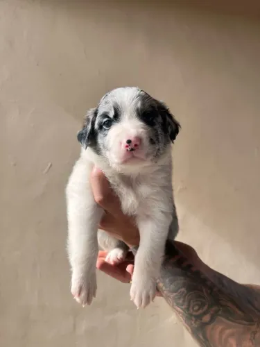 Filhote de border collie inteligência acima do normal