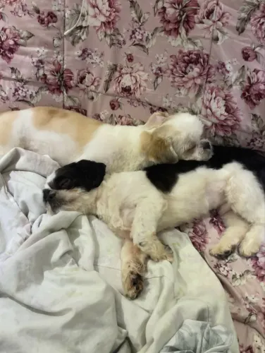 Doa-se cachorro shih tzu